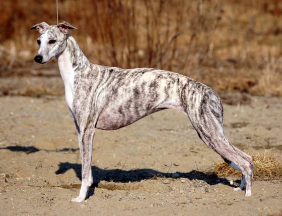 10157232_10152336632165953_75830662_n