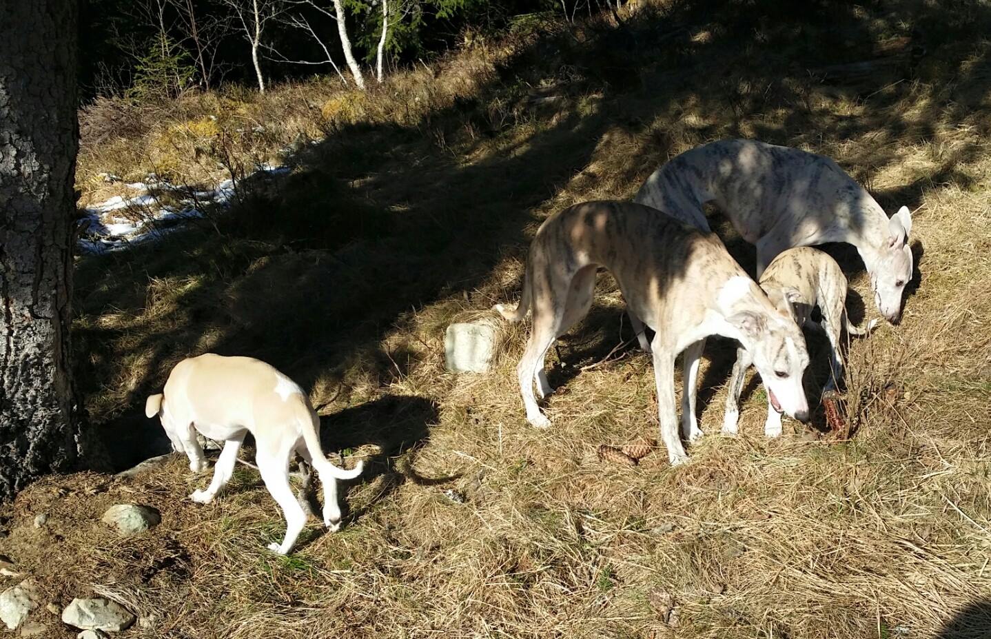 10507055_10153137165330953_4014790907849500907_o