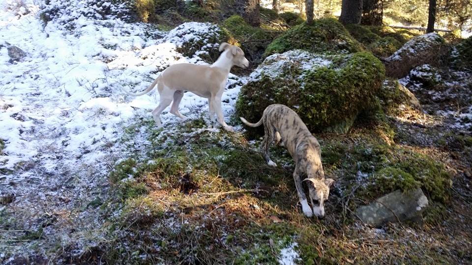 10933985_10153137159830953_8929336667035732872_n