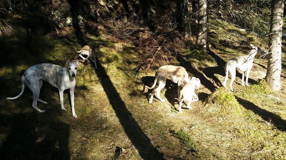 11081171_10153137159490953_7158322079026591580_n