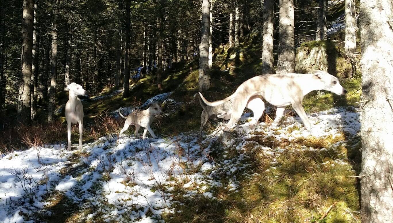 11082235_10153137158020953_8346437000261934160_o