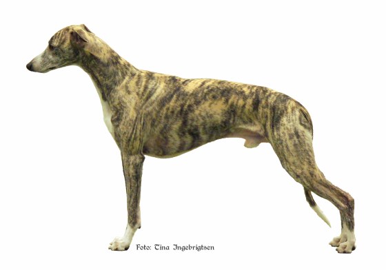 Allfirdas Aron Escrissar