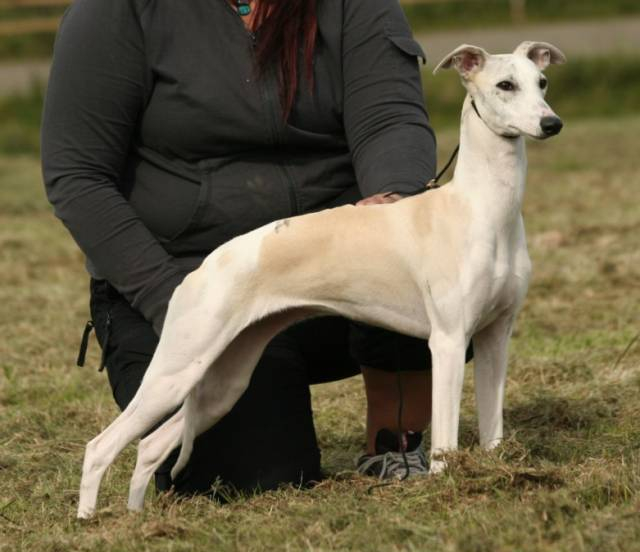 alva1.jpg-for-web-large