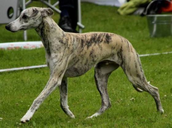 1510772_10152243654535953_1156087631_n