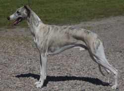 Hound's Man Must Dance