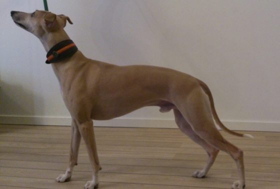 10857144_10203782283708124_1738012400163583025_o