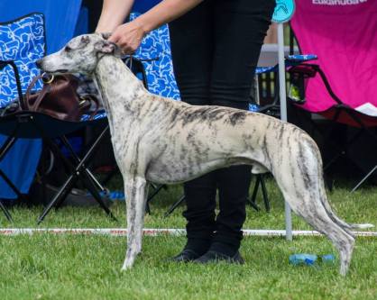 10520425_933691466646039_1262626582612203034_n