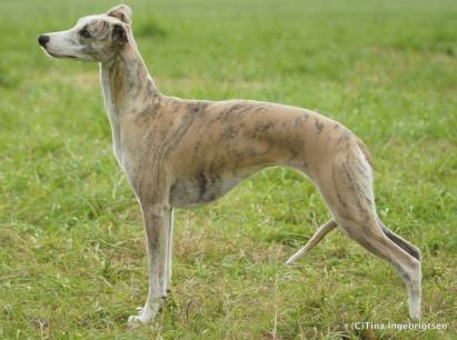 10592650_950701161611736_3909471804251398161_n