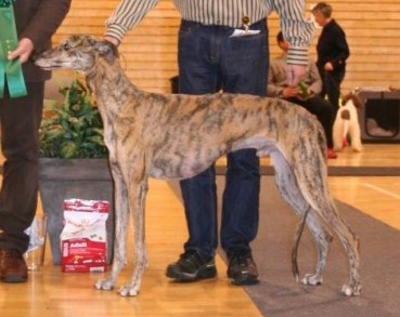 Rabilargo's Banderas_1