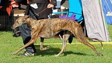 Rabilargo's Carmencita_1