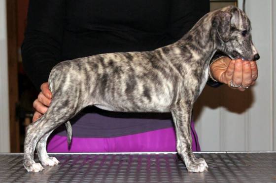 1013647_1045158898832628_7353586820492838831_n