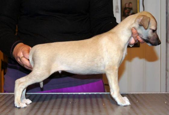 10955798_1045158755499309_7959470382116052776_n