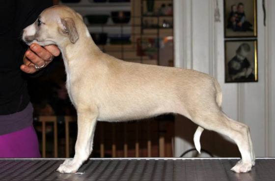 10958732_1045158935499291_9043381045983494633_n