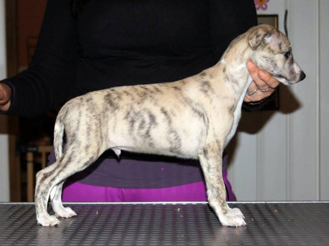 10985518_1045158872165964_7622388804962953443_n