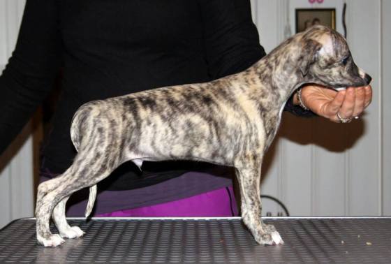 10987695_1045158682165983_1362571193066770164_n