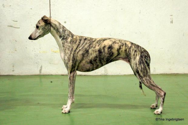 11069861_10153116155990953_1156810611115542898_n