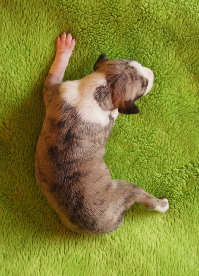 11014880_1106223559392828_5402762992103038930_n