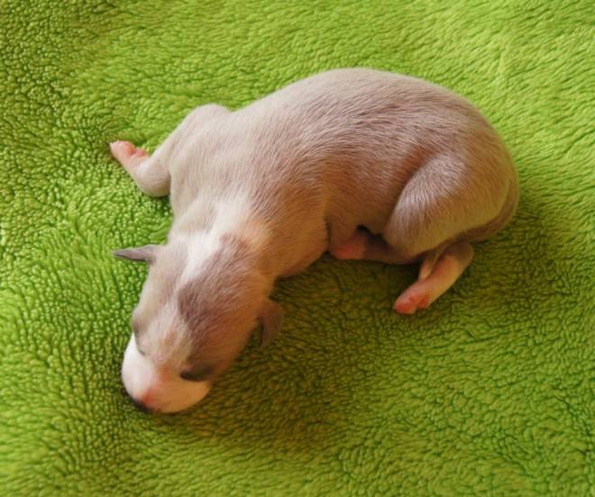 11053647_1106223526059498_9120899435482577261_n