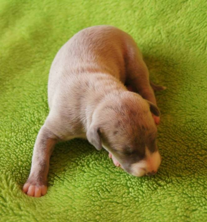 11264030_1106223776059473_1104276161232402963_n