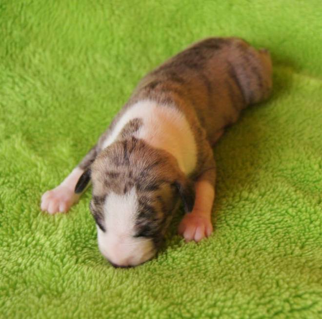 11267754_1106223586059492_3890176337081674988_n