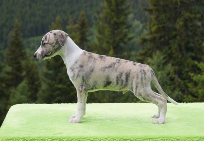 11230225_1133524009996116_5024110126823790618_n