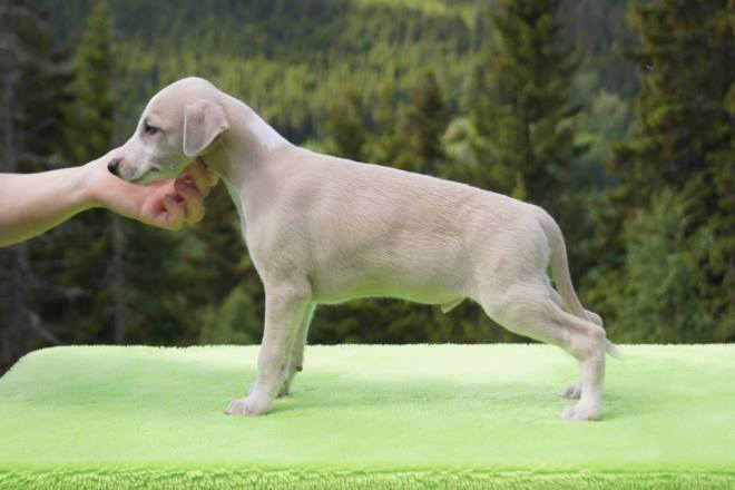 11659322_1133521966662987_4140123405595321285_n