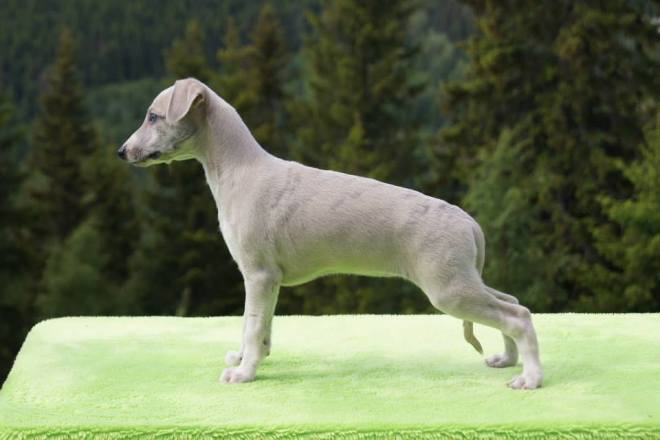 11667490_1133524819996035_4804044529186793654_n