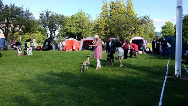 11696014_10153389016825953_6784522455893676677_n