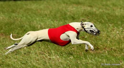 11884950_804724336313580_7791209501137464439_o