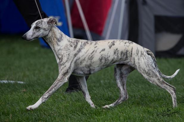 11958283_1172057936142723_4357170921799285576_o