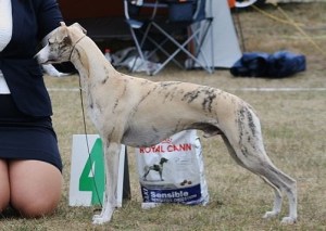 Courtborne Sheldon_jpg