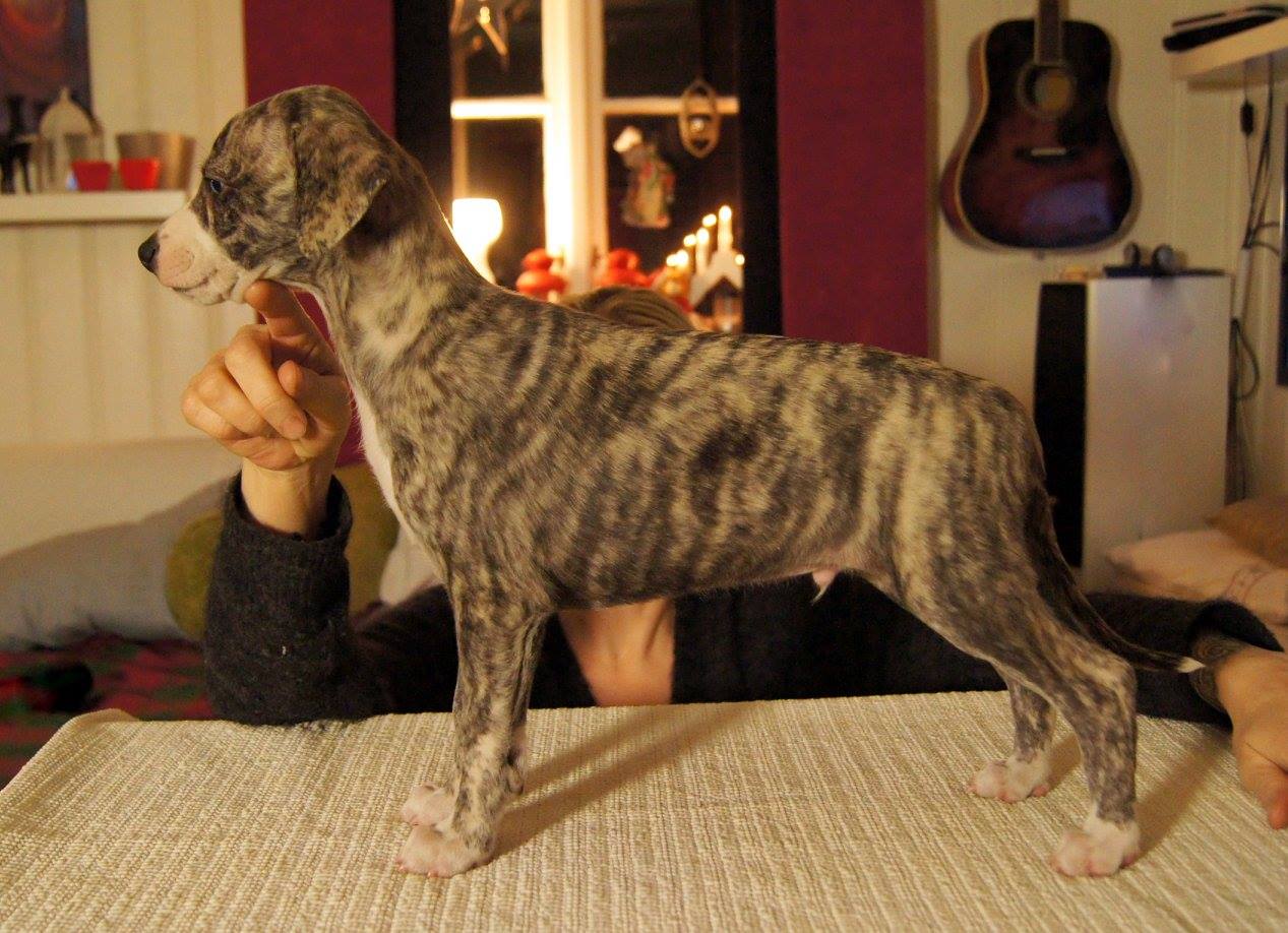 12365930_1229382670410249_2612454254241459061_o