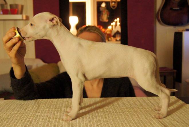 12370911_1229382843743565_8899940738719945238_o