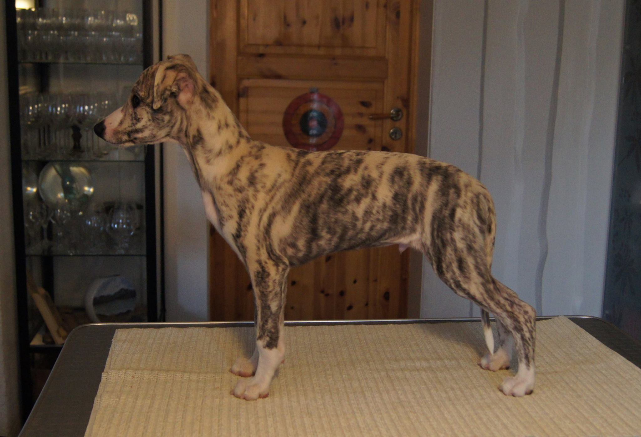 12493509_1244183165596866_3195641936626580016_o