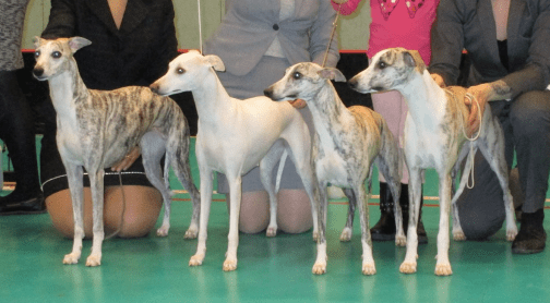 Oppdrettergruppe Vilsta