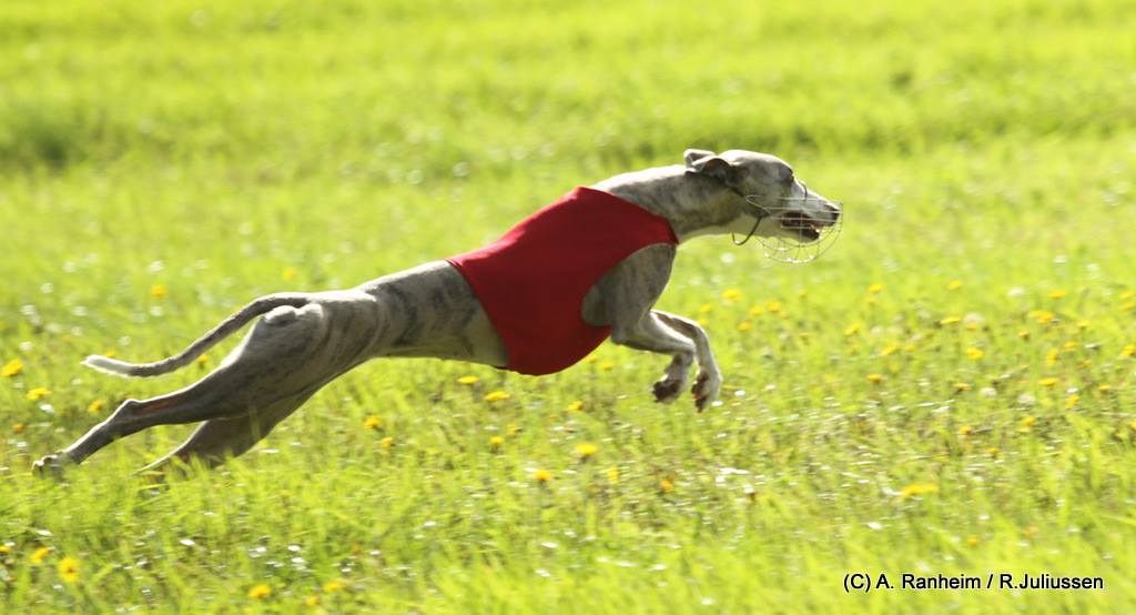 14242313_1044027522383259_4035703070203372149_o