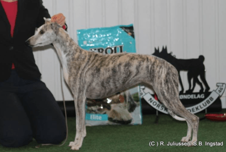 lyra-1-matchshow-rinnleiret