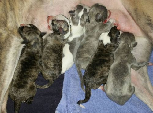 16129596_10154758250015953_294940073_o