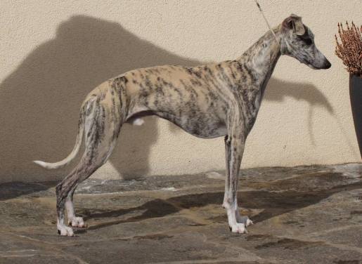 17193845_1406477172737357_2005517979_o