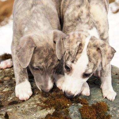 17354931_10154950842890953_472494069_n