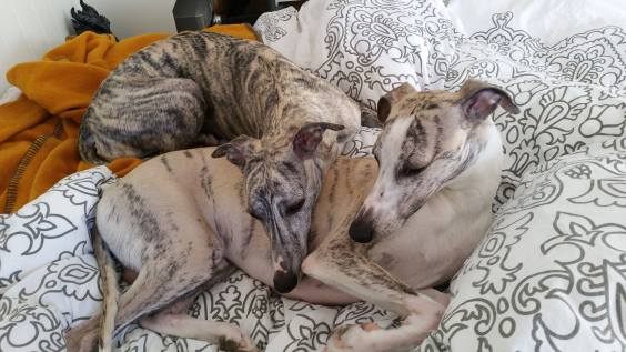 17373271_10154950714315953_1892688768_o