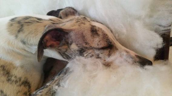 17408295_10154950673435953_1061486412_o