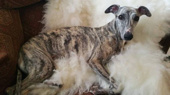 17430635_10154950508030953_174431806_o (1)