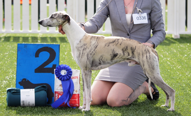 Allfirdas Pablo Picasso 2BIG _2