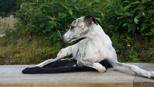 21199445_1855240497824460_5473472854085458734_o