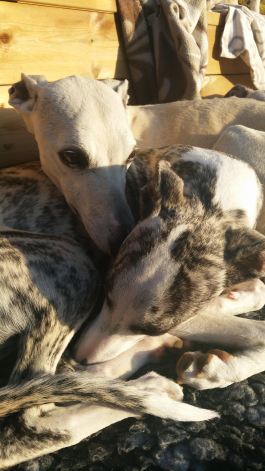 21199558_1855242167824293_8980276508955611057_o