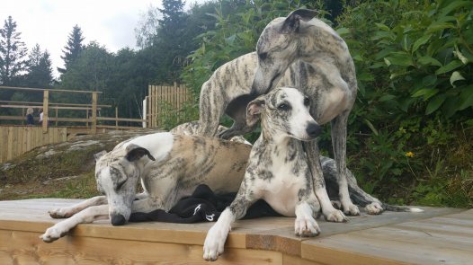 21246580_1855240594491117_1031476473430379446_o