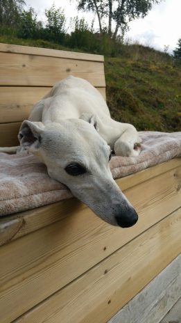 21248240_1855240424491134_2893586983733195589_o