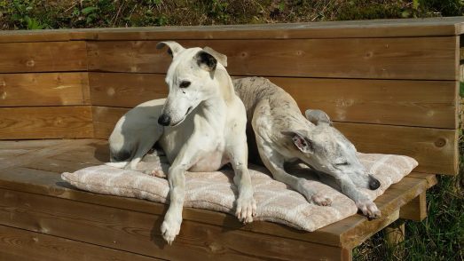 21272939_1855240214491155_4922052038658879350_o