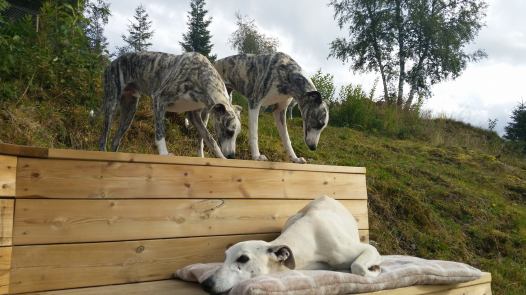 21273722_1855240374491139_5224402646914040033_o